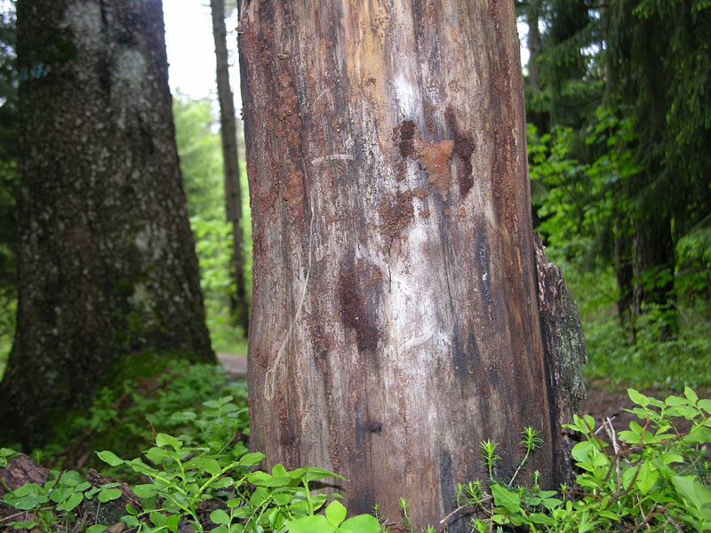 Eccoli i funghi.......